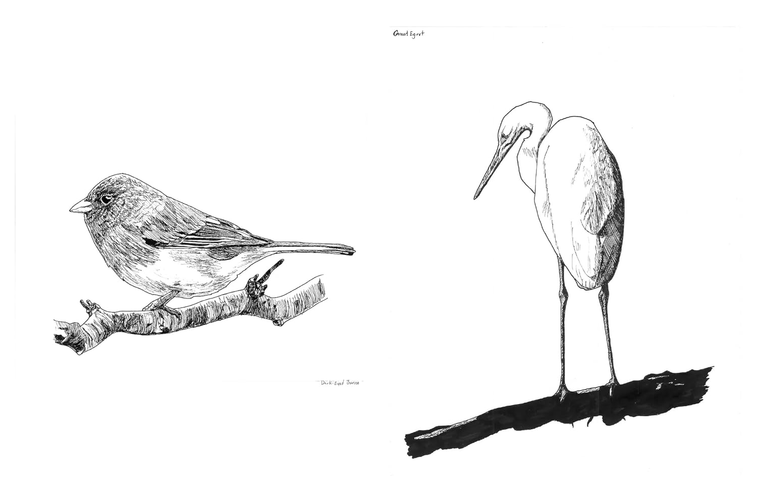 Slow Birding