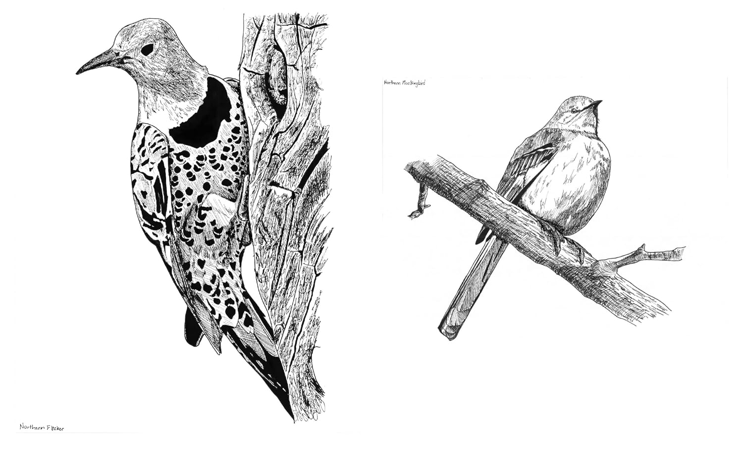 Slow Birding