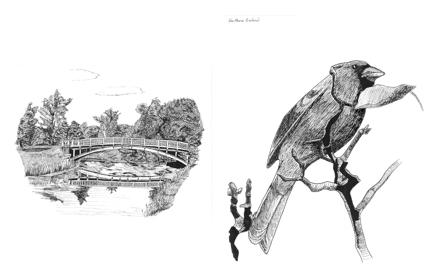 Slow Birding