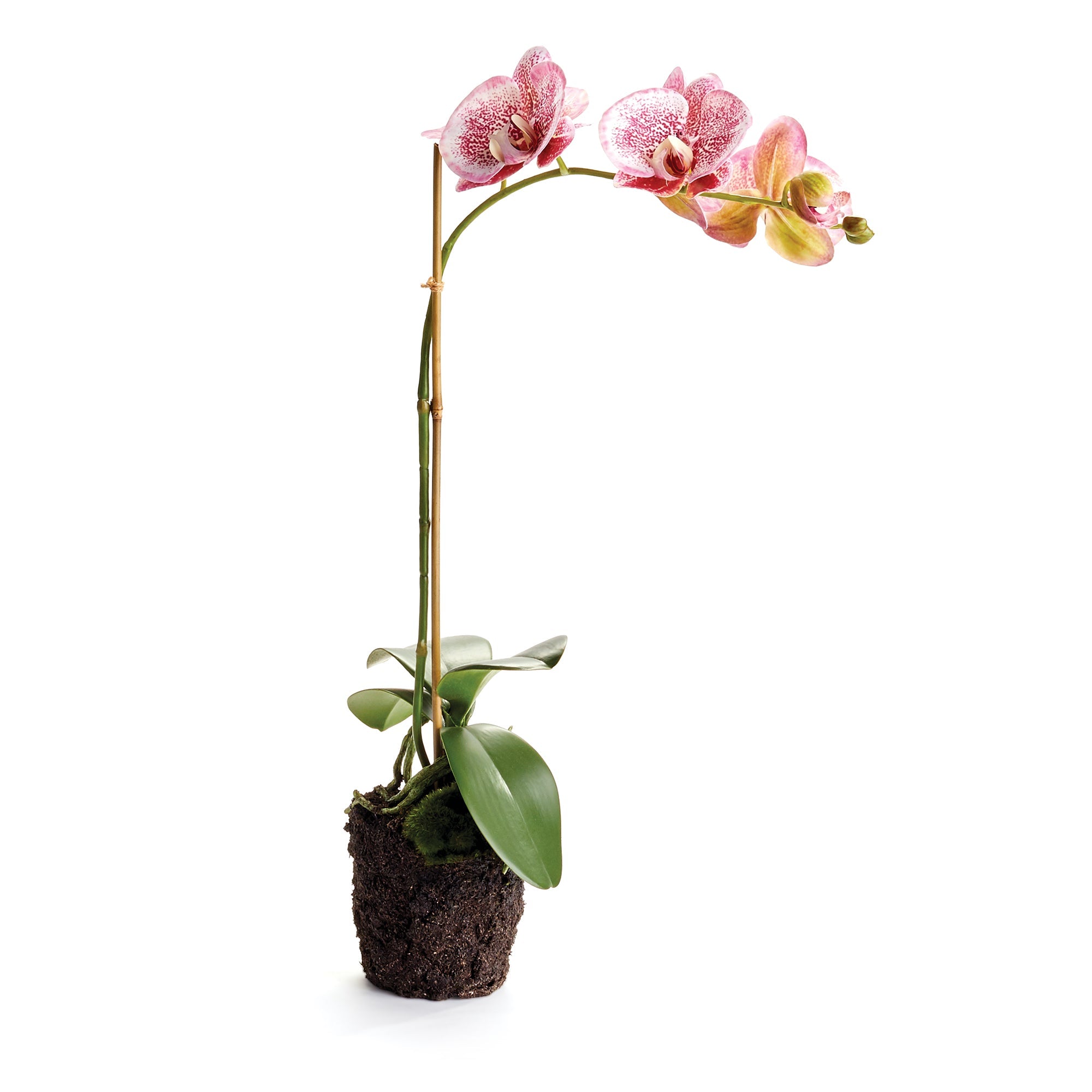 Phalaenopsis Orchid Drop-In