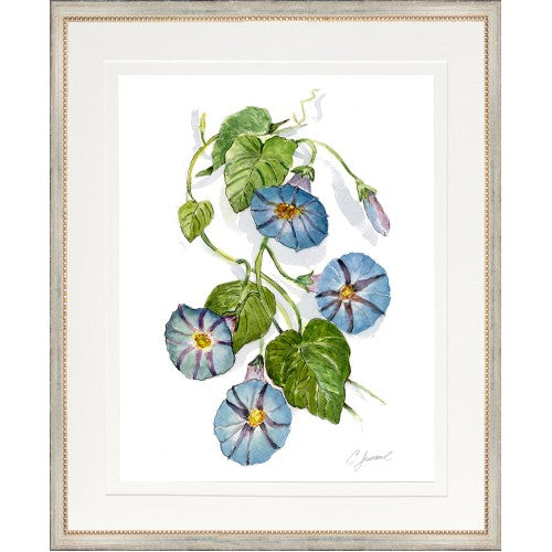 CL-Botanical 11 (Morning Glory)