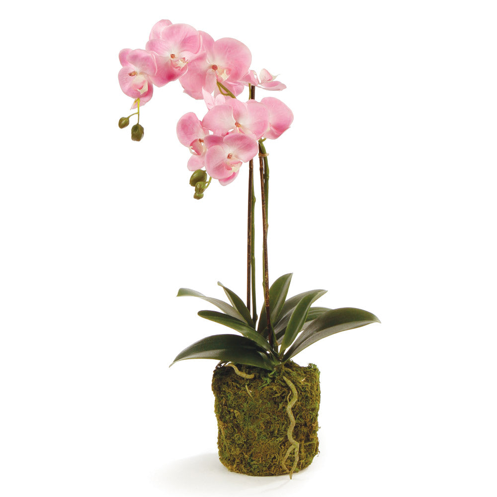 Phalaenopsis Orchid Drop-In