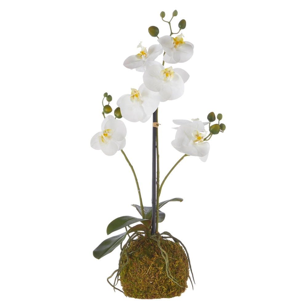 Real Touch White Orchid with Moss Ball - 23.75"