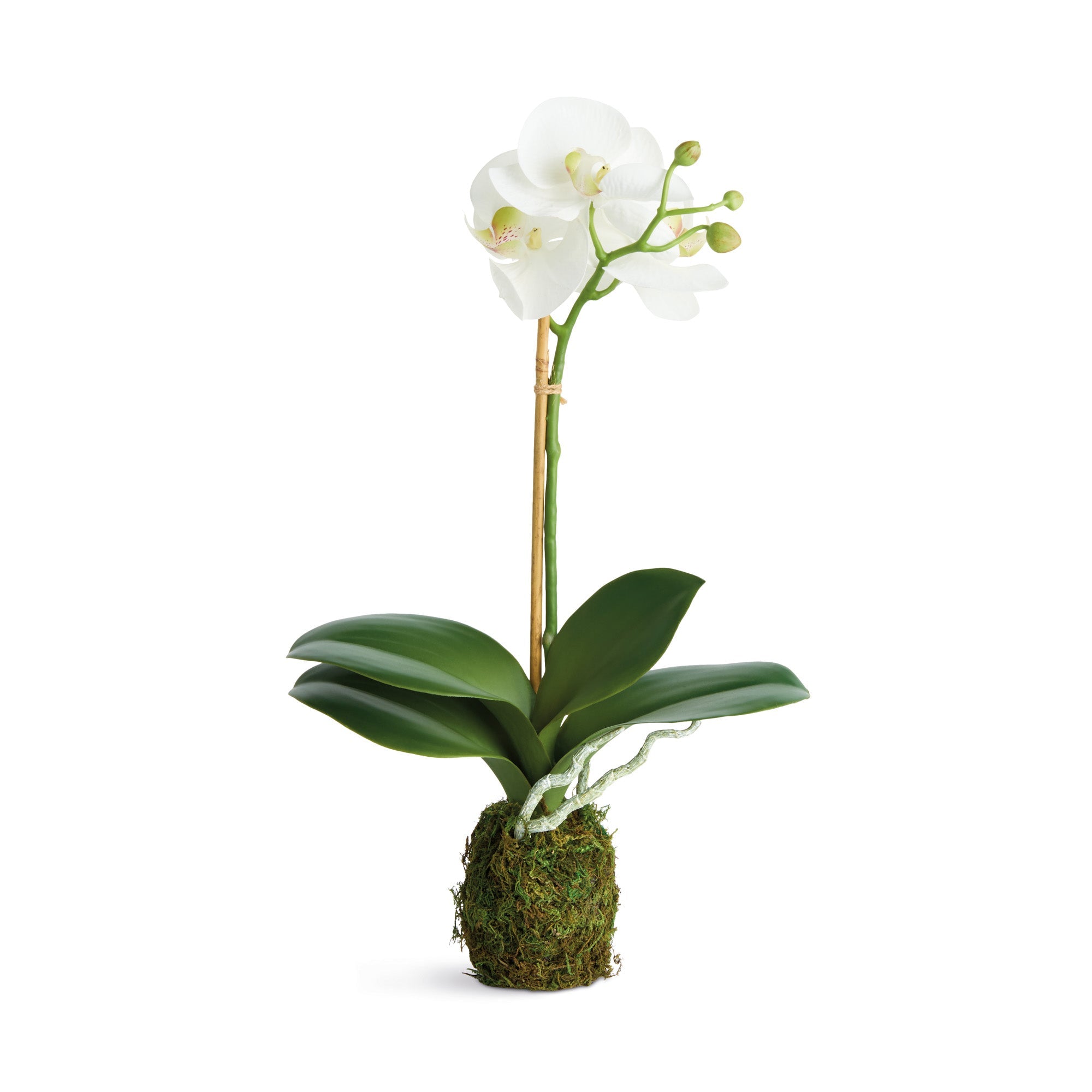 Phalaenopsis Orchid Drop-In