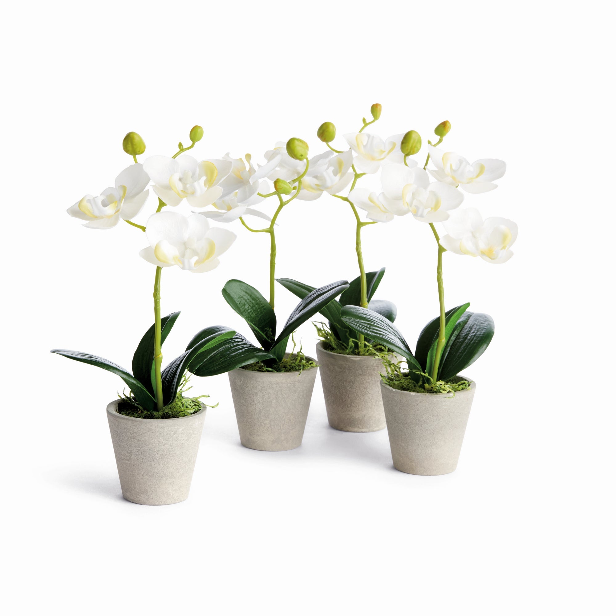 Mini 9" Potted Phalaenopsis Orchid