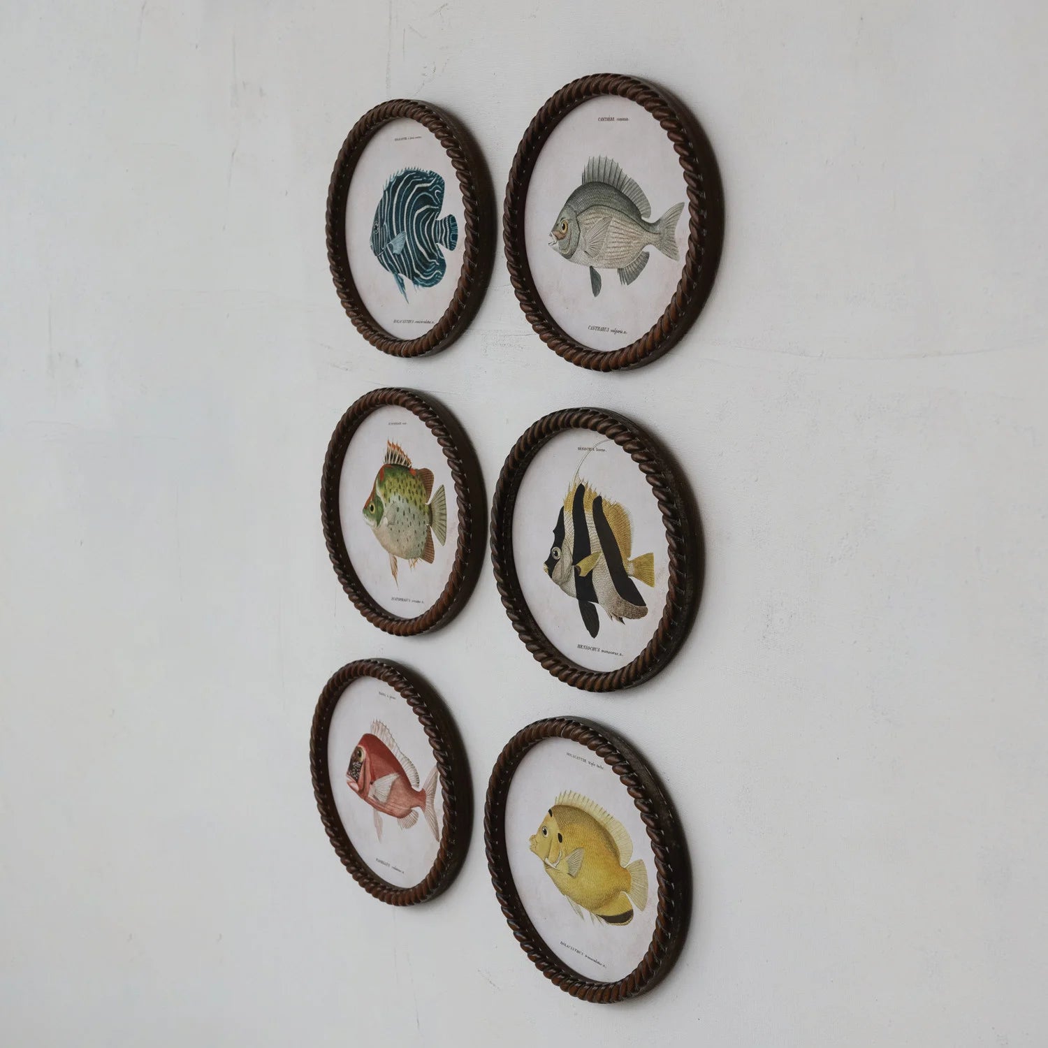 Set of six oval framed pictures of fish on a white wall