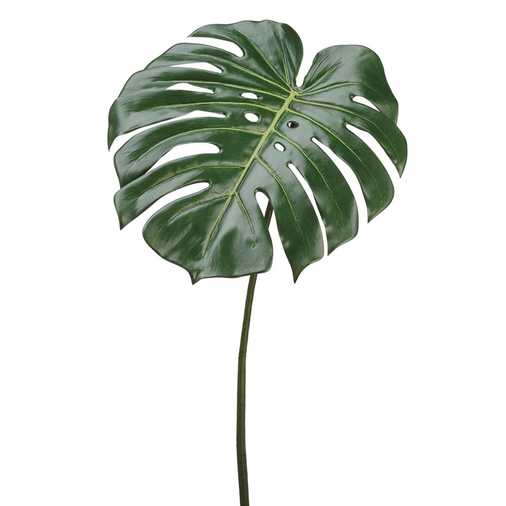 Philodendron Spray Green