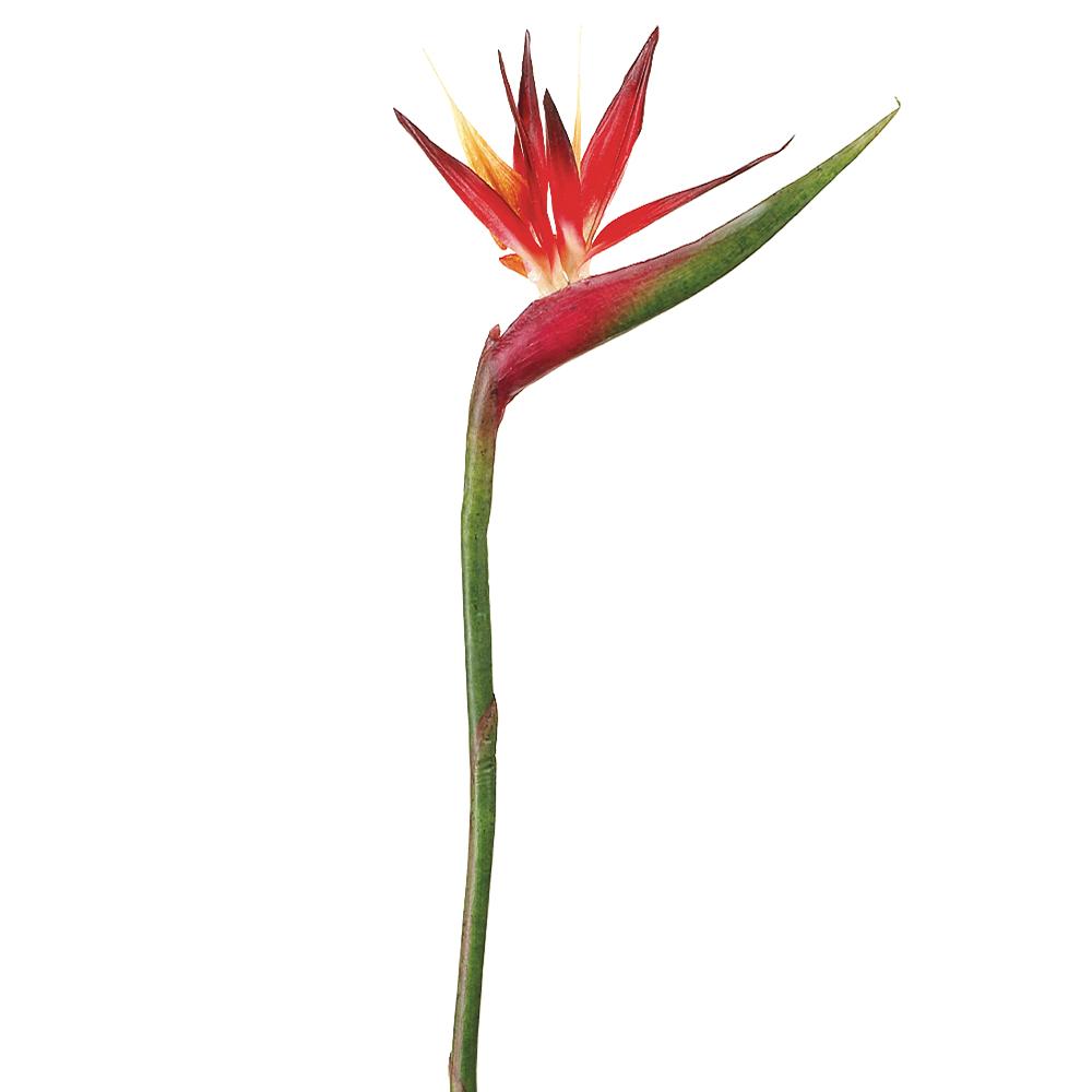 37" Bird of Paradise Spray - Red Orange