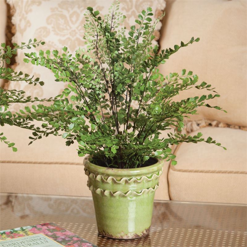 MAIDENHAIR DROP-IN