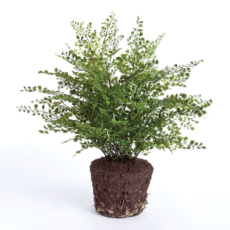 MAIDENHAIR DROP-IN