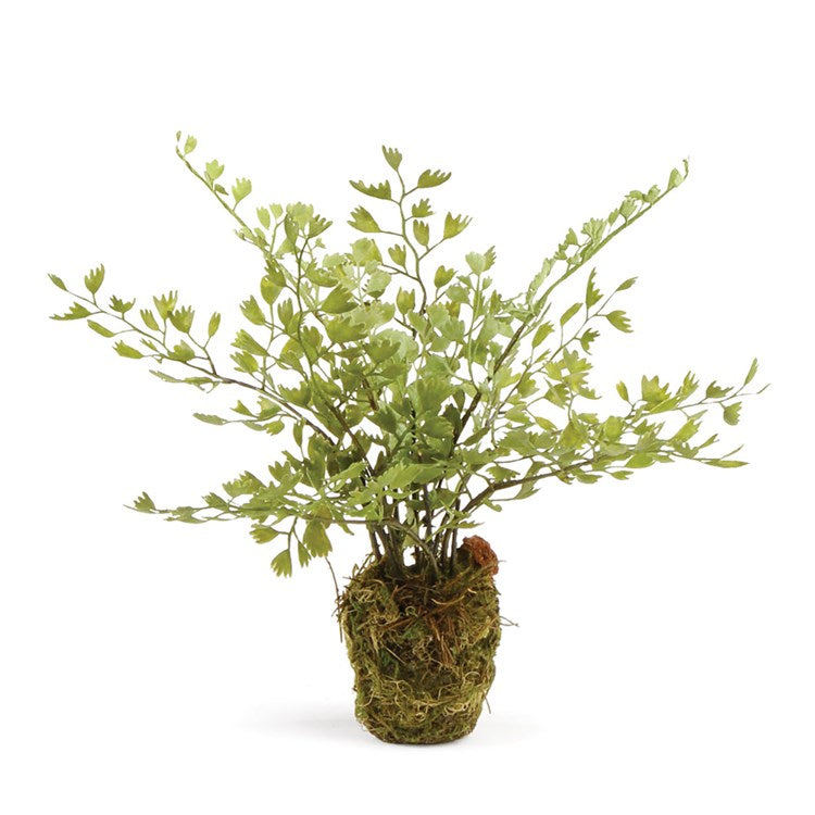 MAIDENHAIR DROP-IN