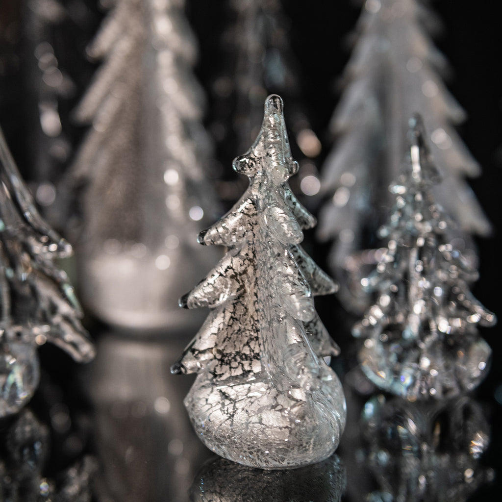 Silver Leaf Evergreen - 6"