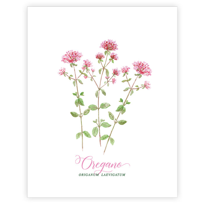 Oregano Art Print