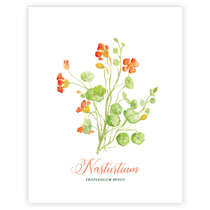 Nasturtium Art Print
