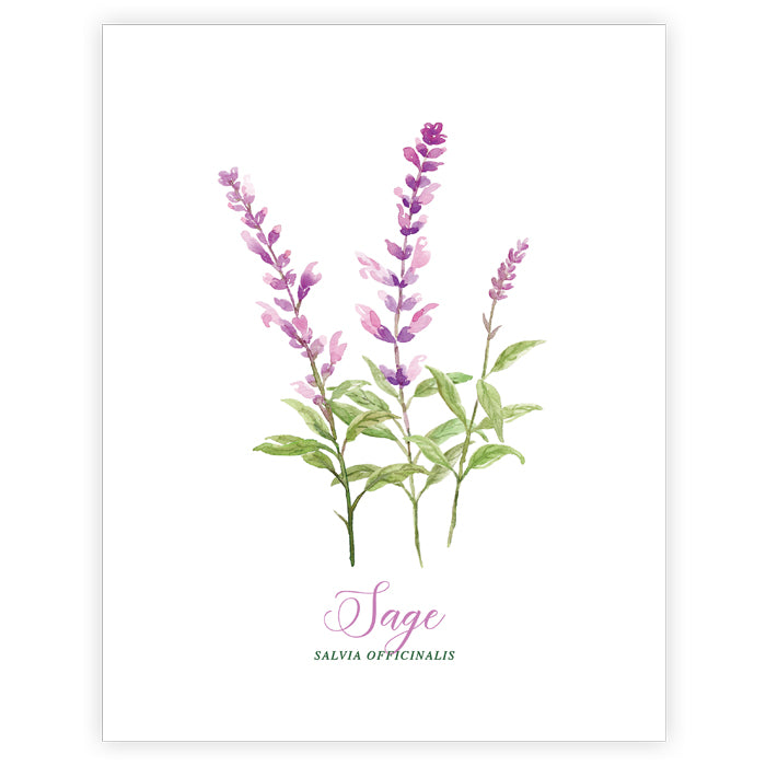 Sage Art Print