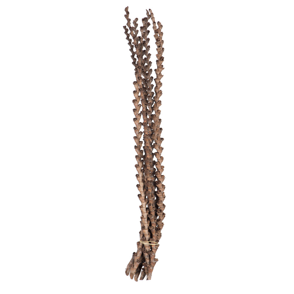 Vickerman 32-36" Ladder Branches Natural, Dried