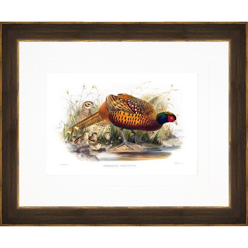 AP Gould Gamebirds 23x19 - GB02