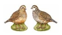 Quail Salt & Pepper