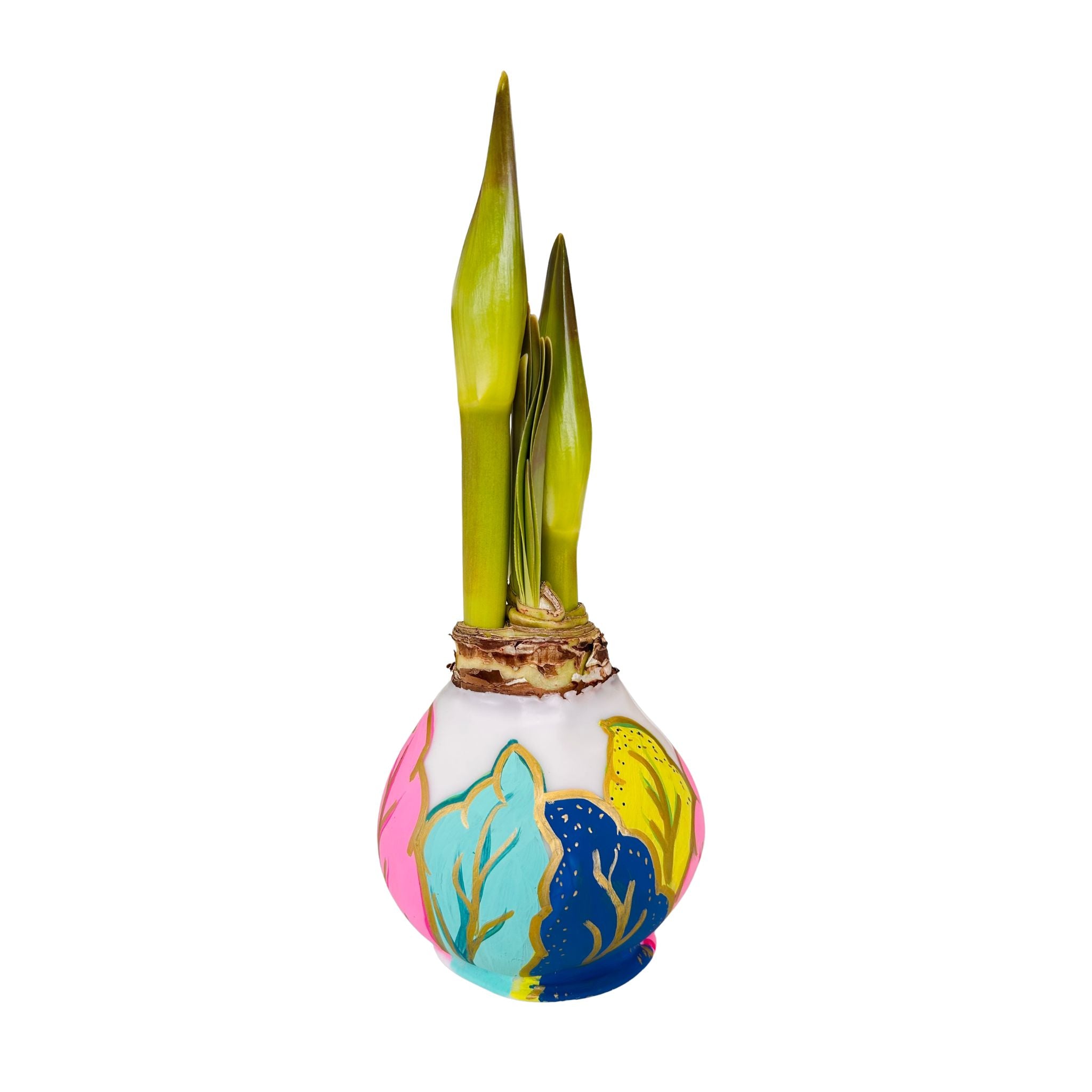 Waxed Dipped Amaryllis