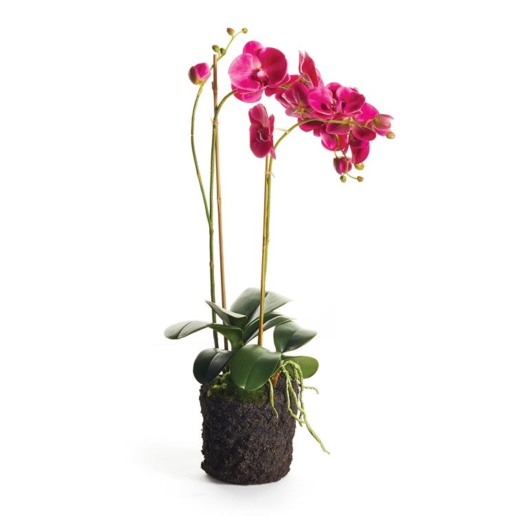 PHALAENOPSIS ORCHID DROP-IN