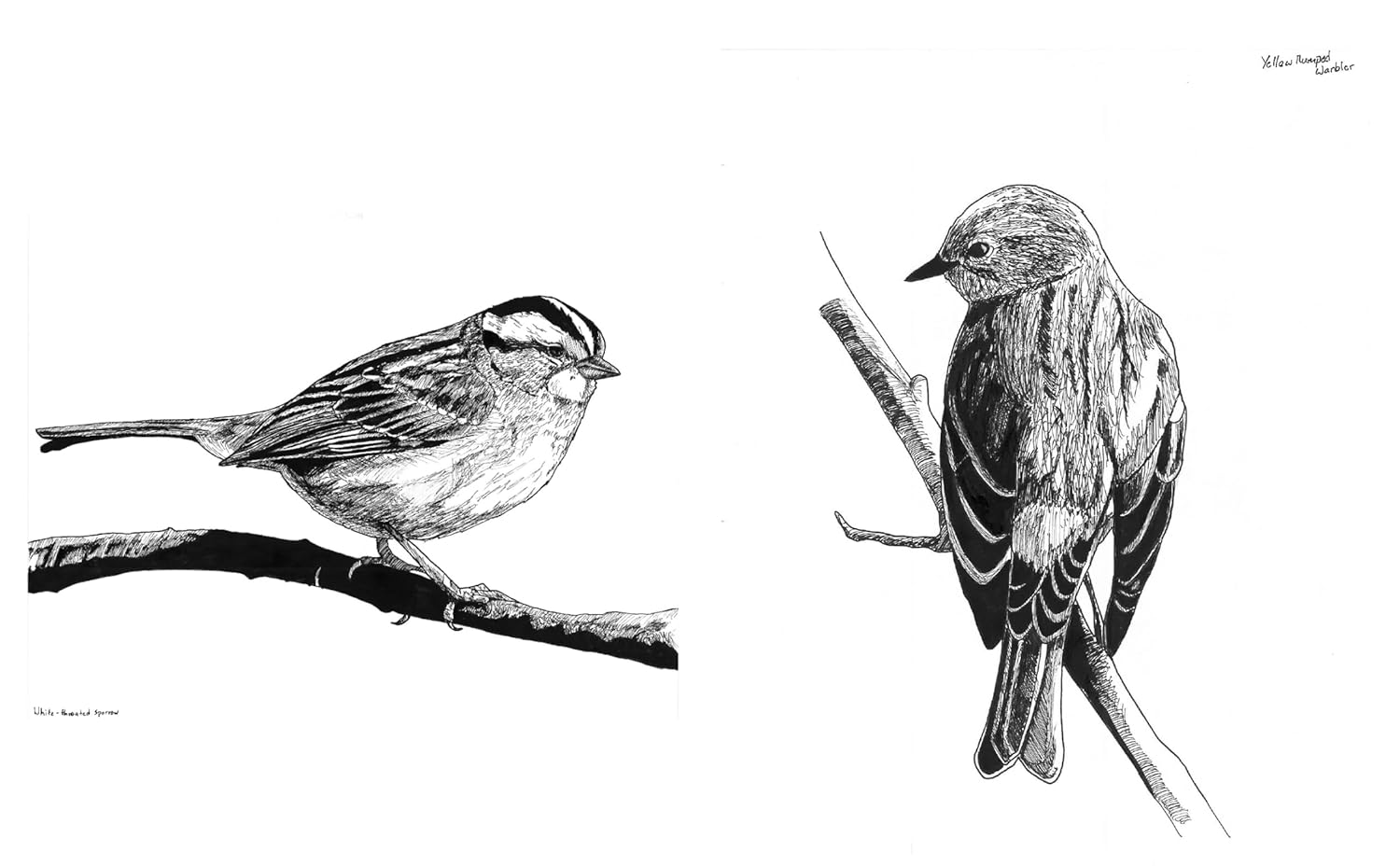 Slow Birding