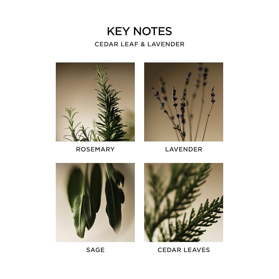 Cedar Leaf & Lavender 3-Wick Candle