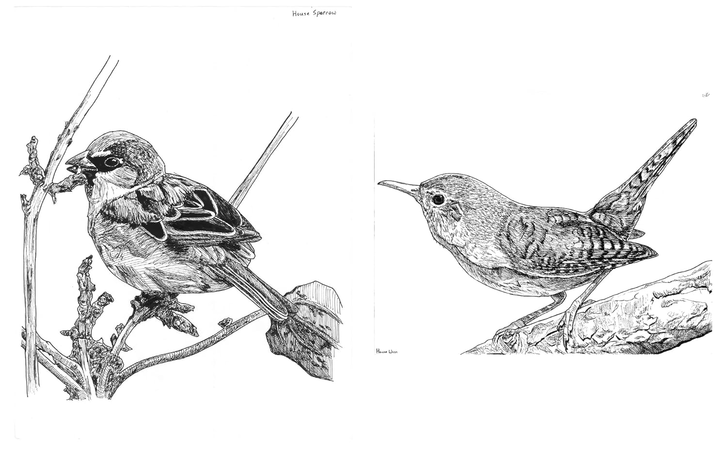 Slow Birding