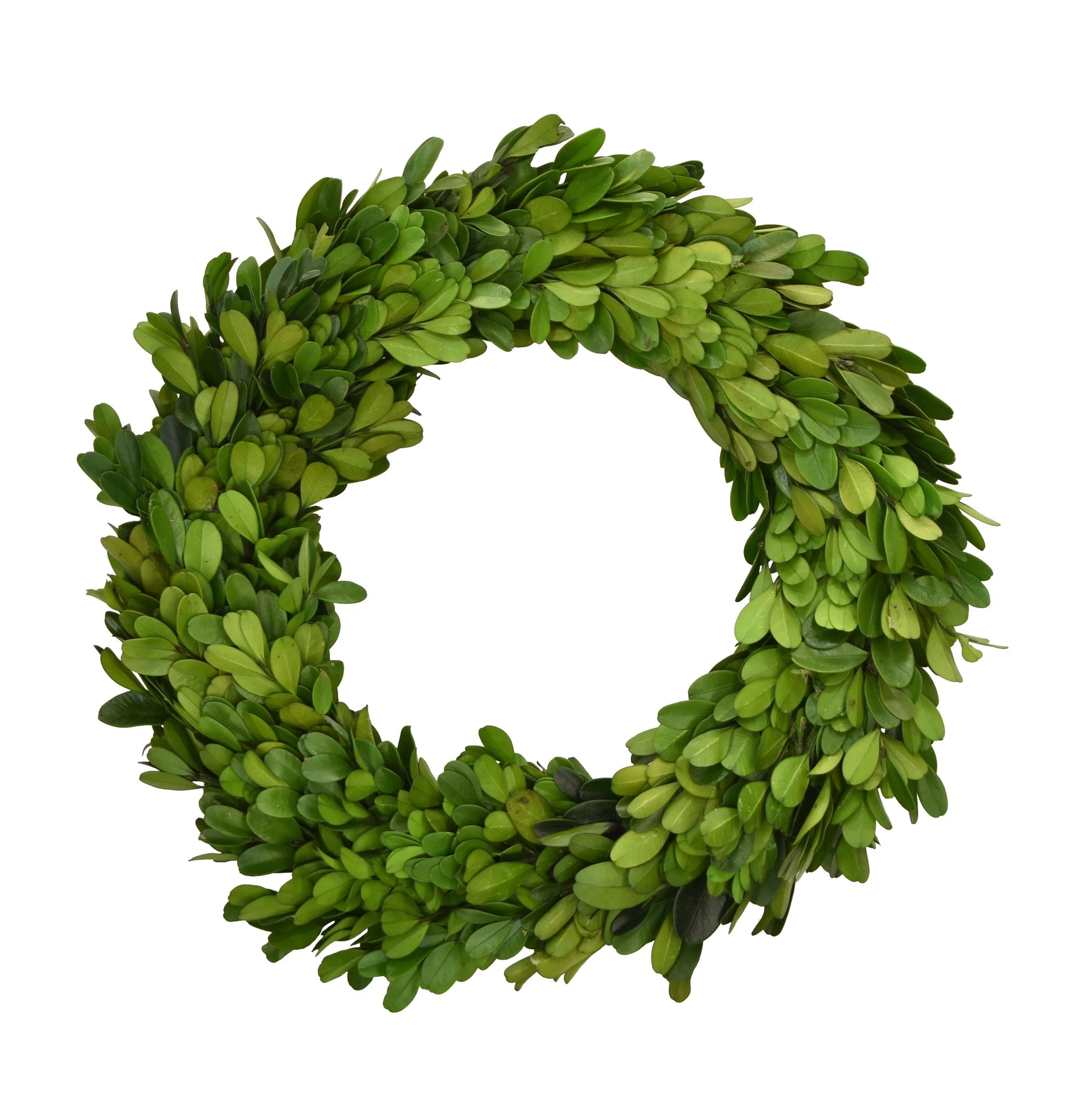Preserved Boxwood Candle Ring/Wreath