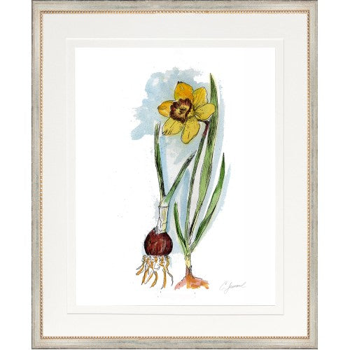 CL-Botanical 2 (Daffodil)