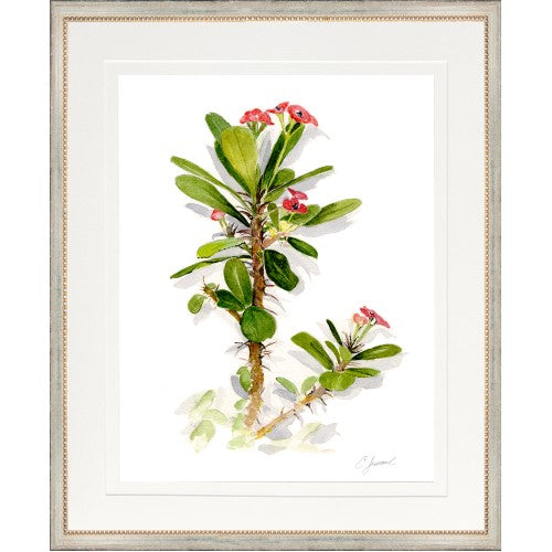 CL-Botanical 5 (Crown of Thorns)