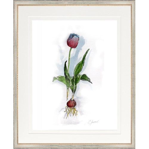 Framed botanical illustration of a tulip with roots on a white background