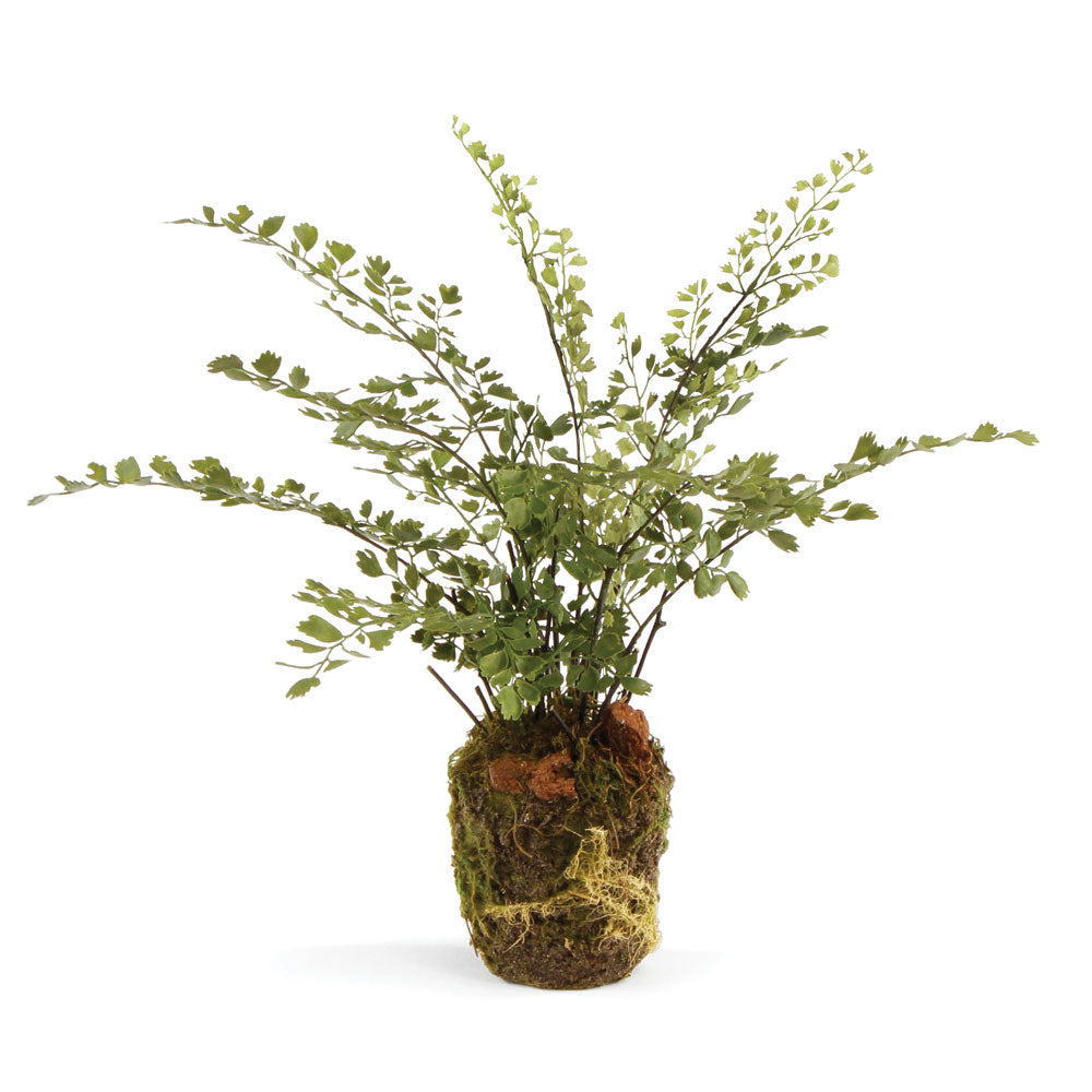 Maidenhair Drop-In