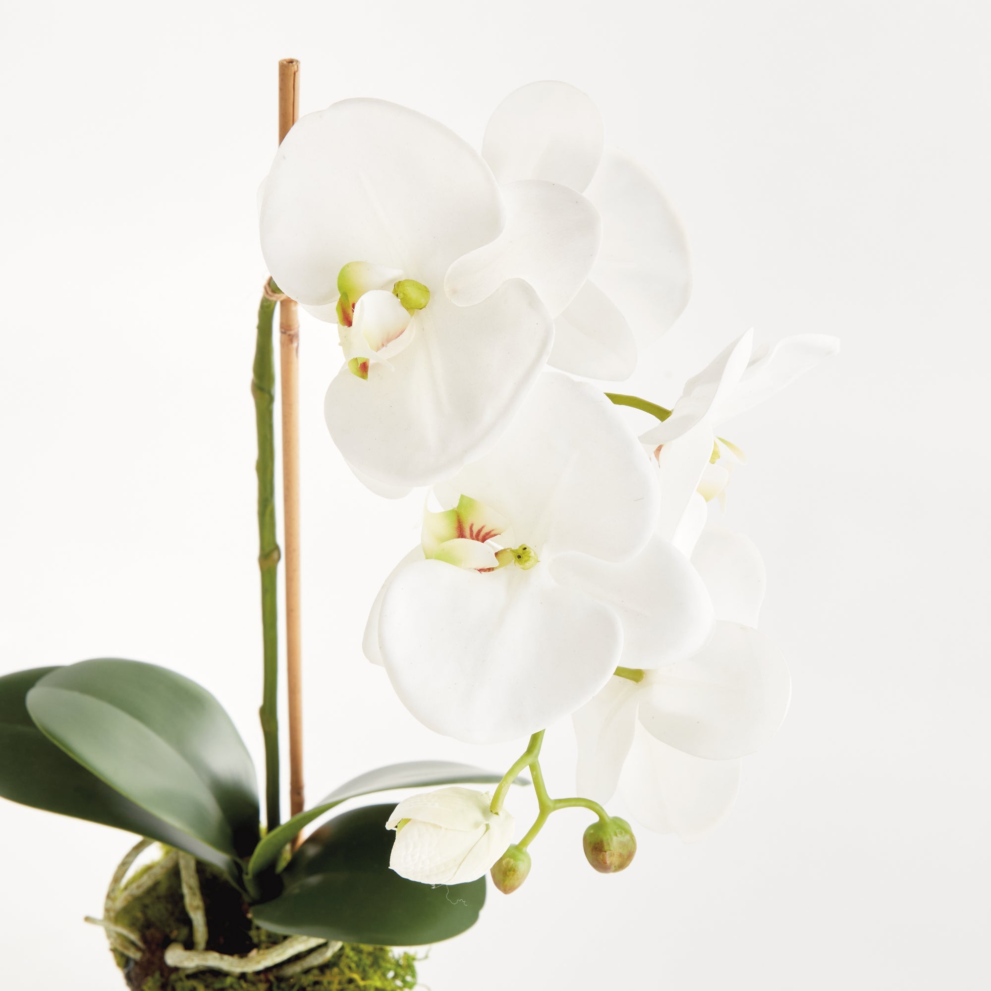 Phalaenopsis Orchid Drop-In