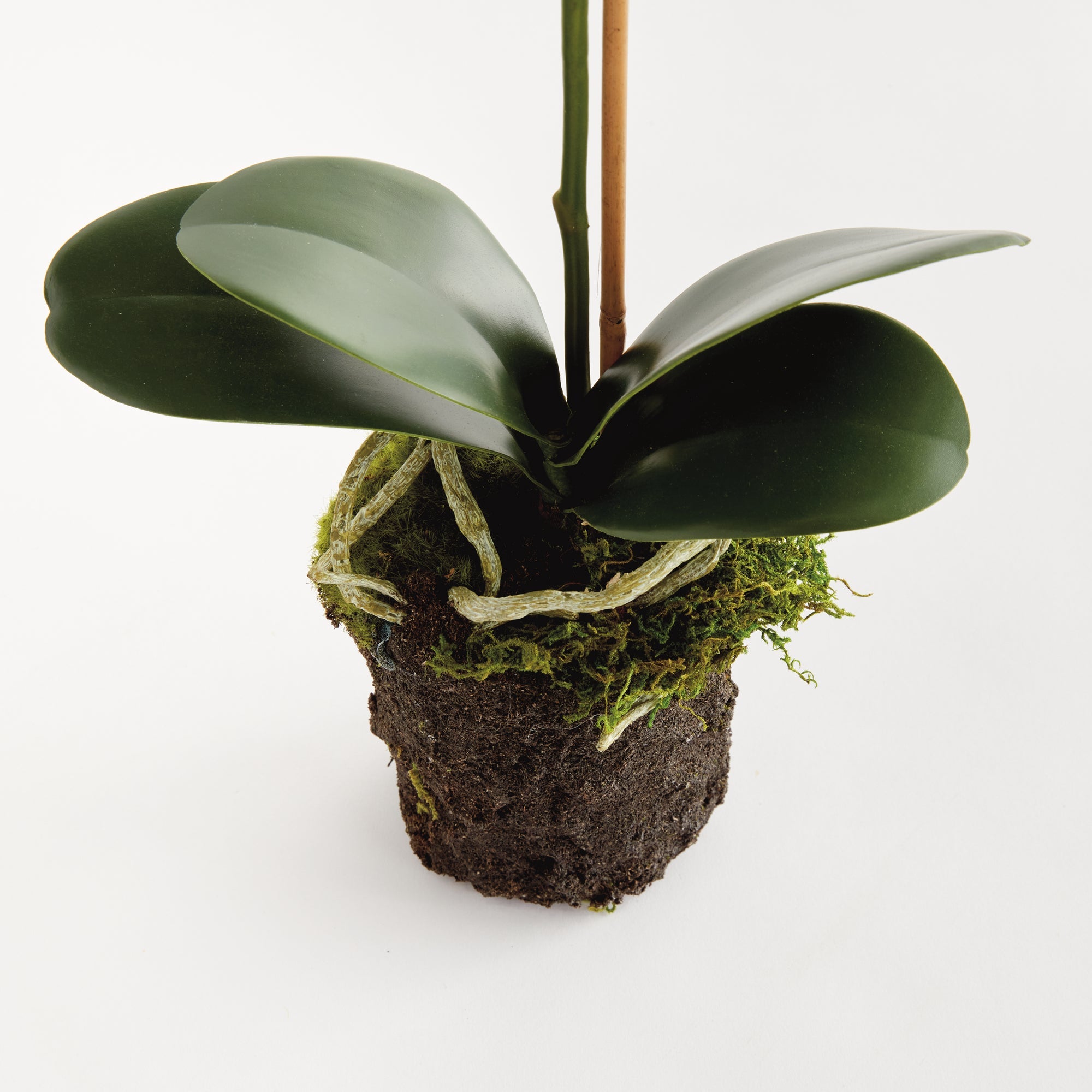 Phalaenopsis Orchid Drop-In