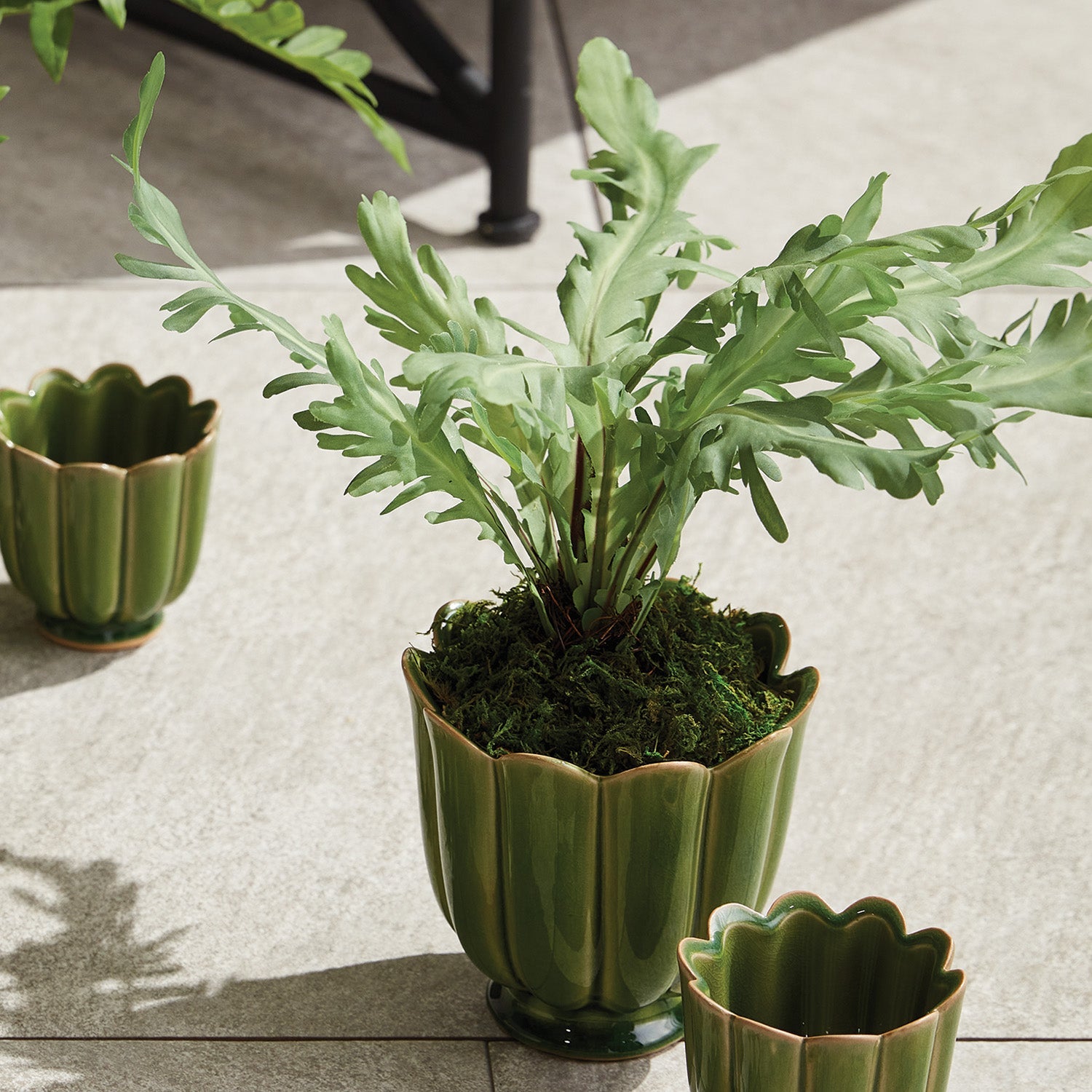 Birds Nest Fern 9" Drop-In
