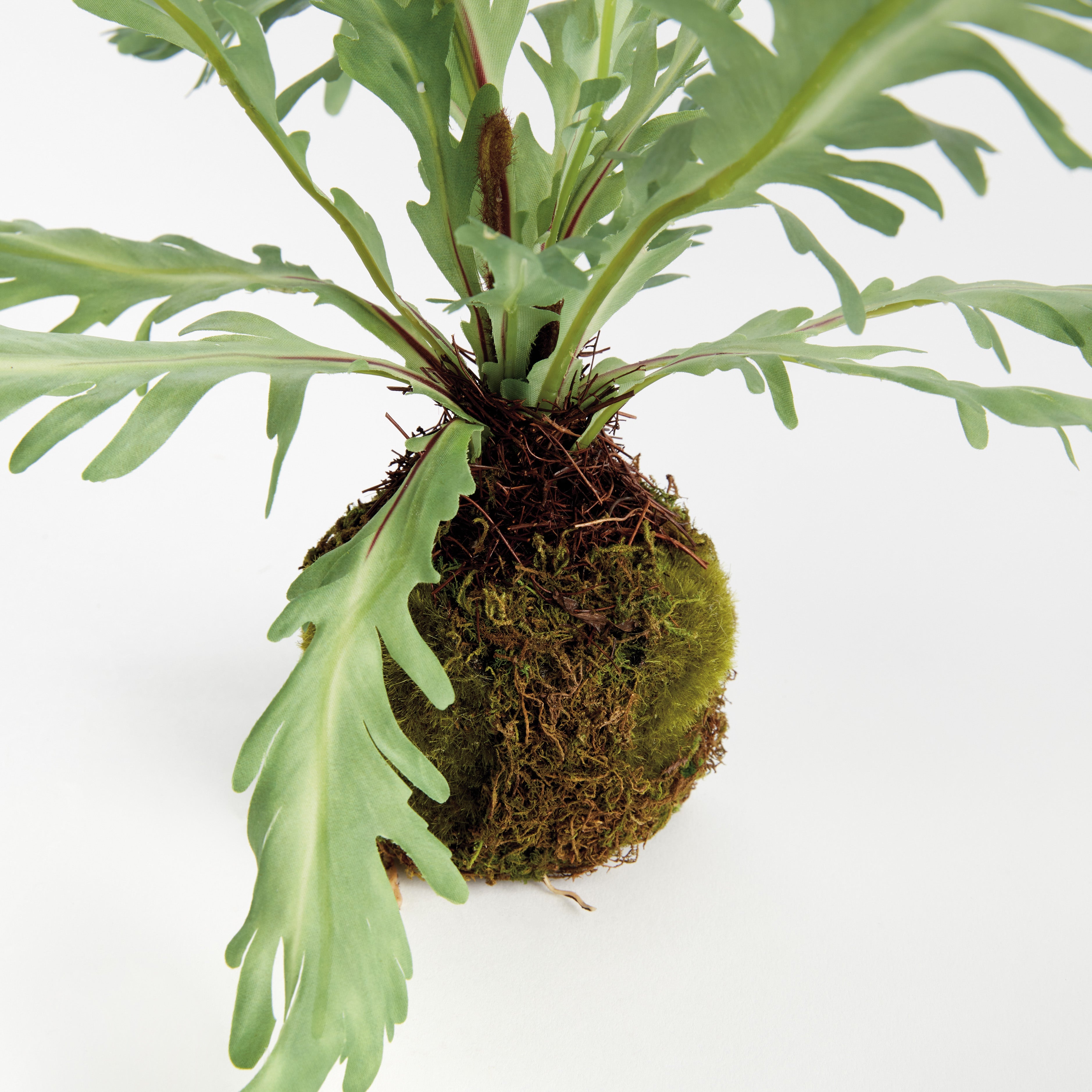 Birds Nest Fern 9" Drop-In