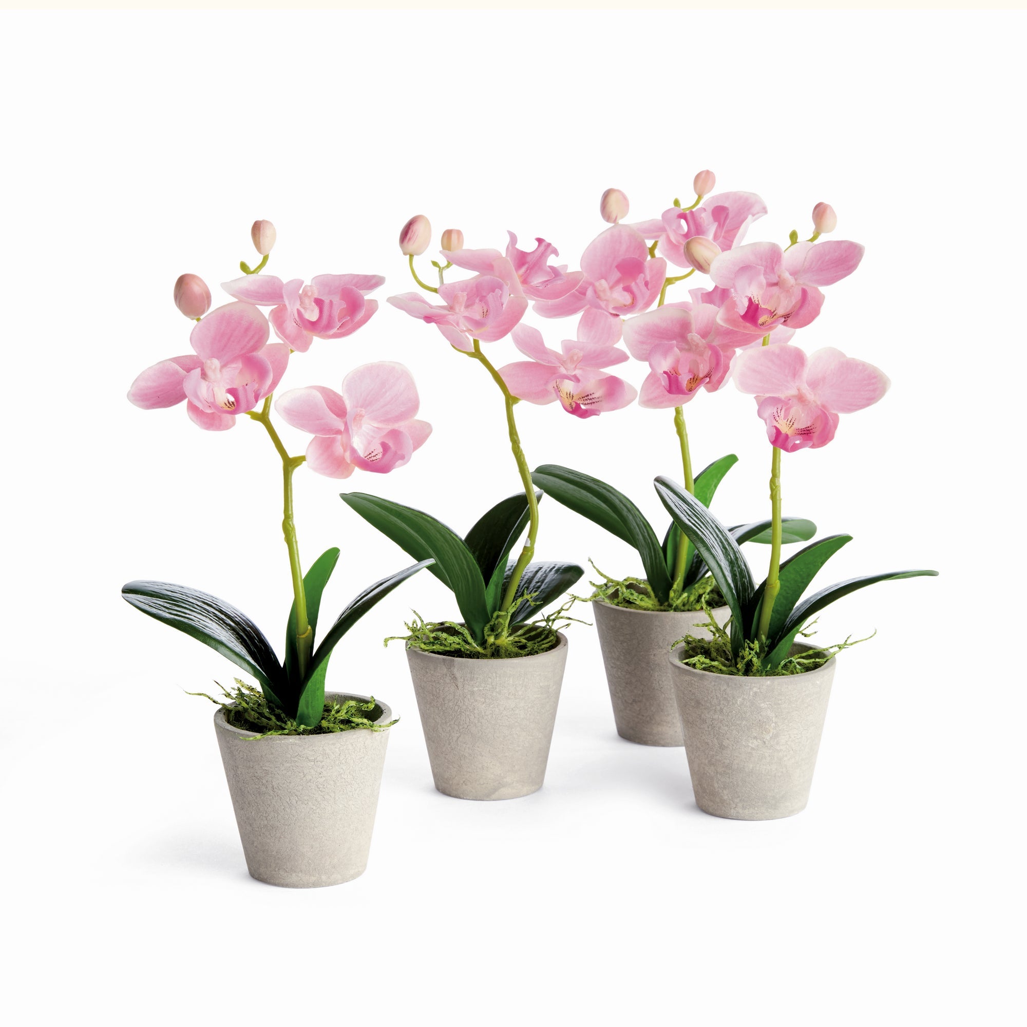Mini 9" Potted Phalaenopsis Orchid