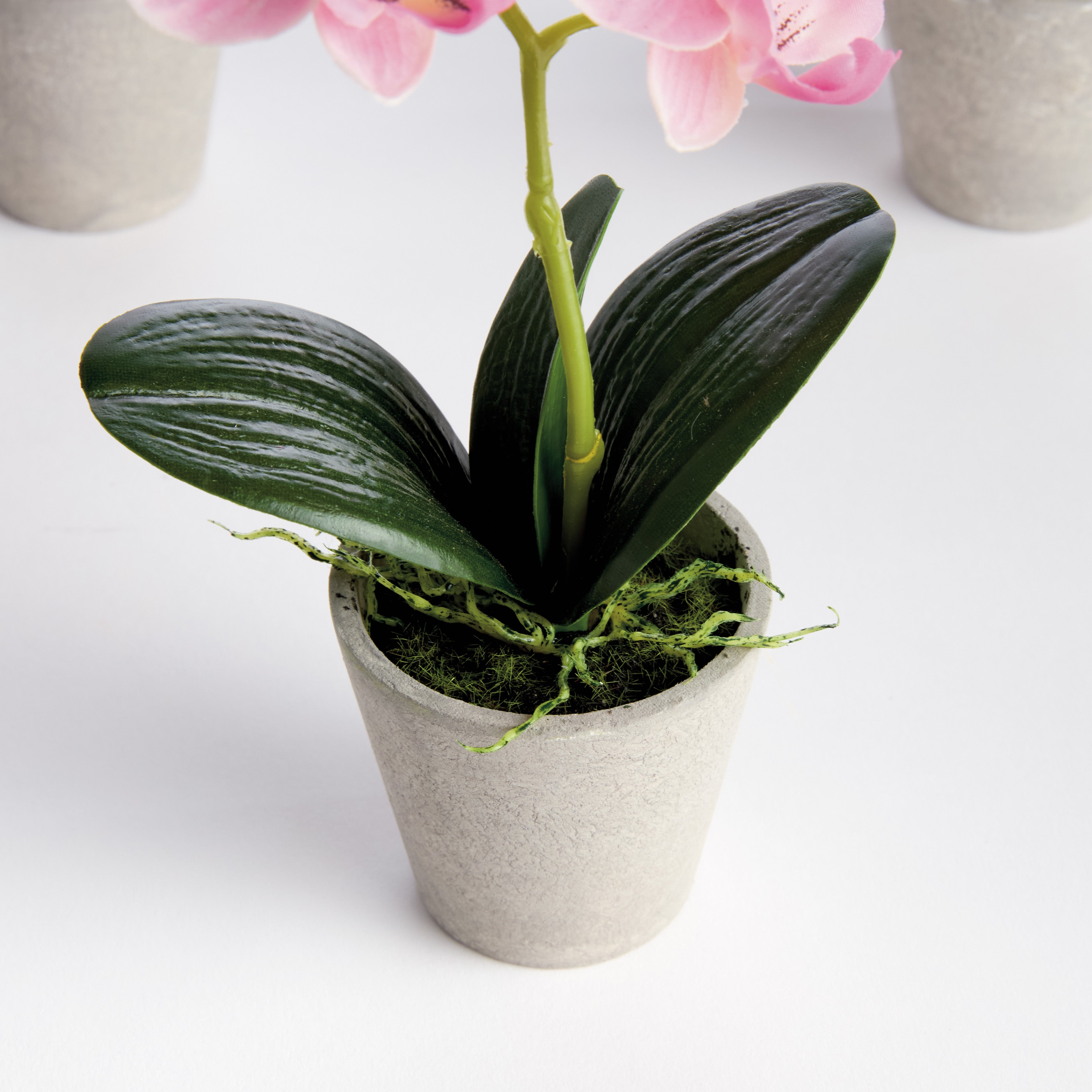 Mini 9" Potted Phalaenopsis Orchid