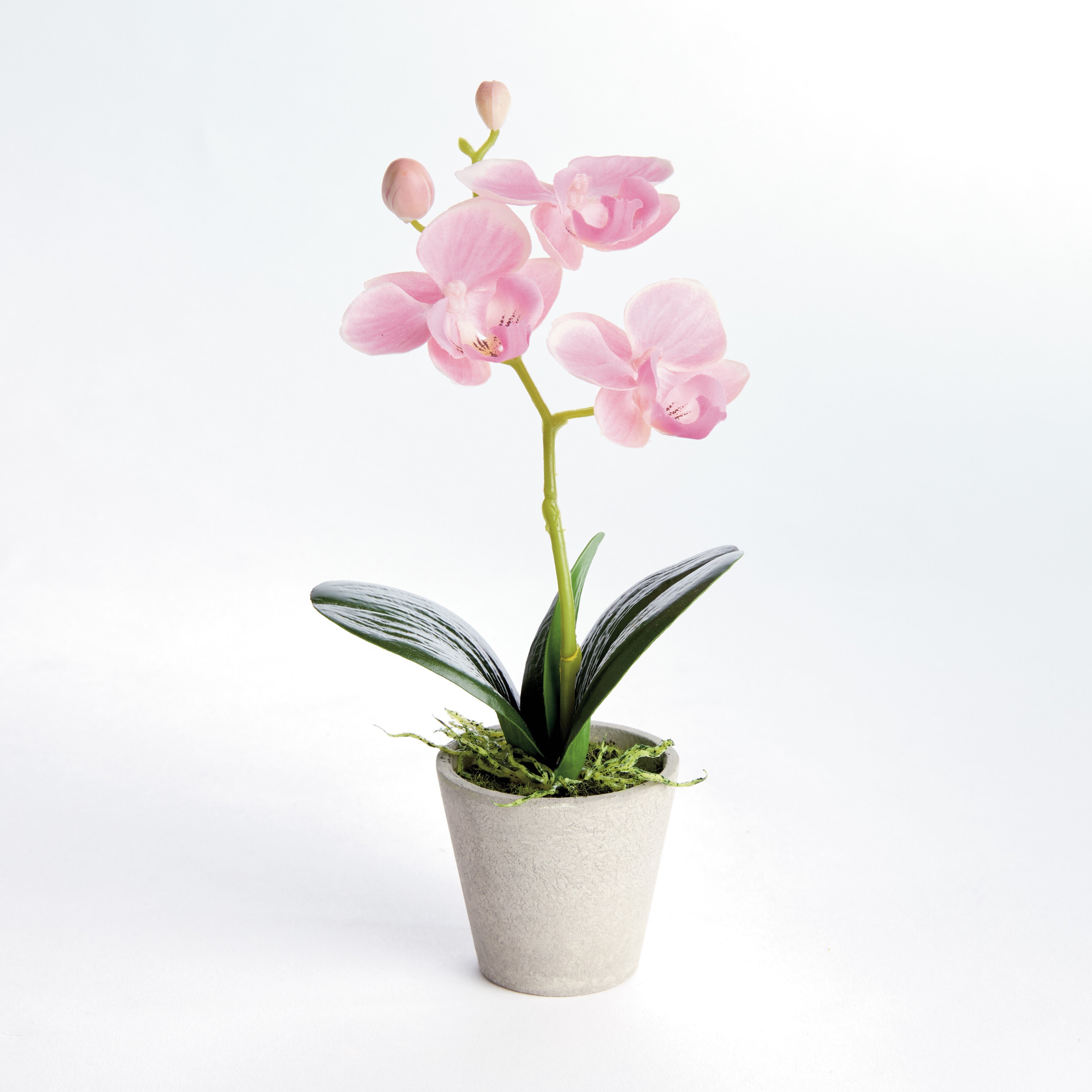 Mini 9" Potted Phalaenopsis Orchid