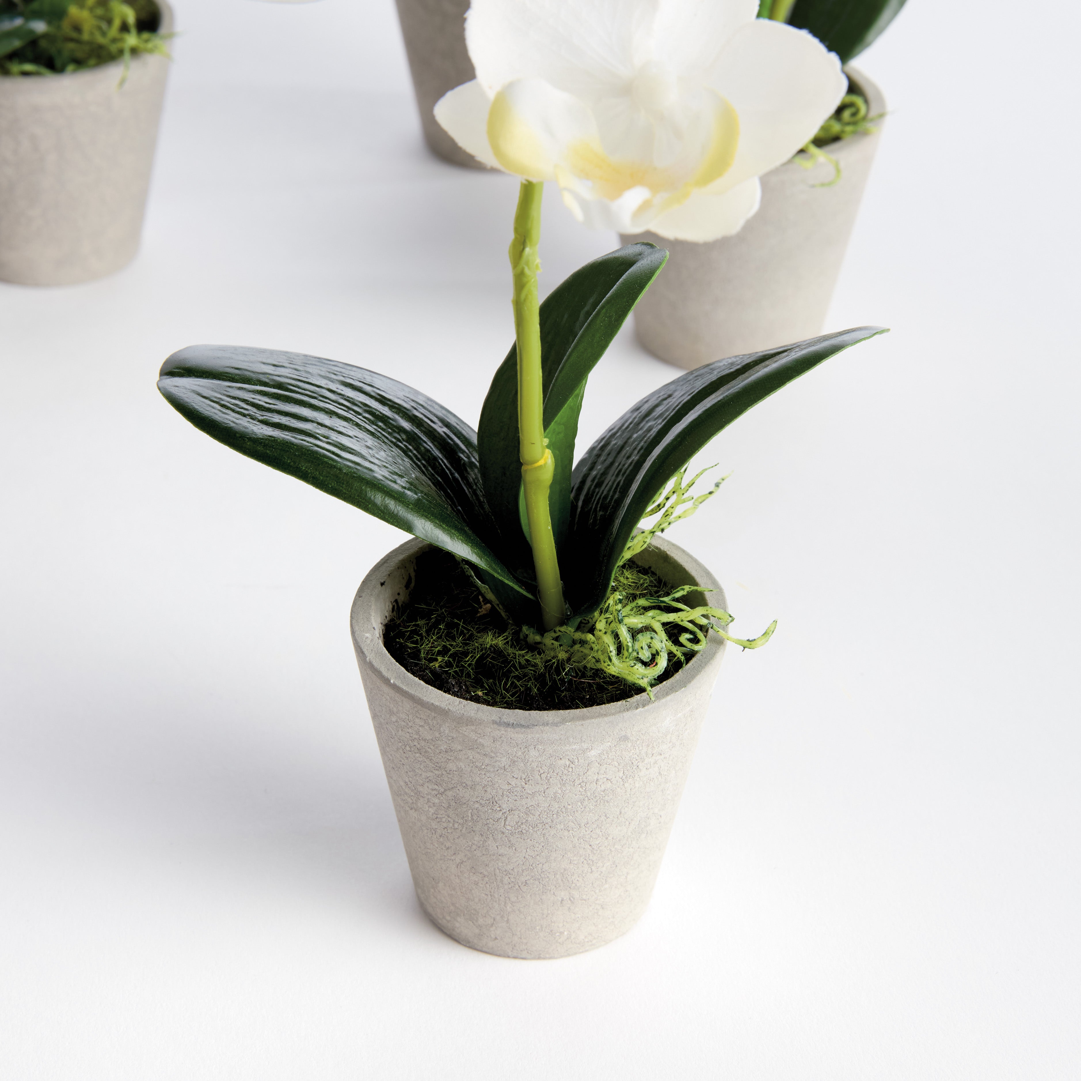 Mini 9" Potted Phalaenopsis Orchid