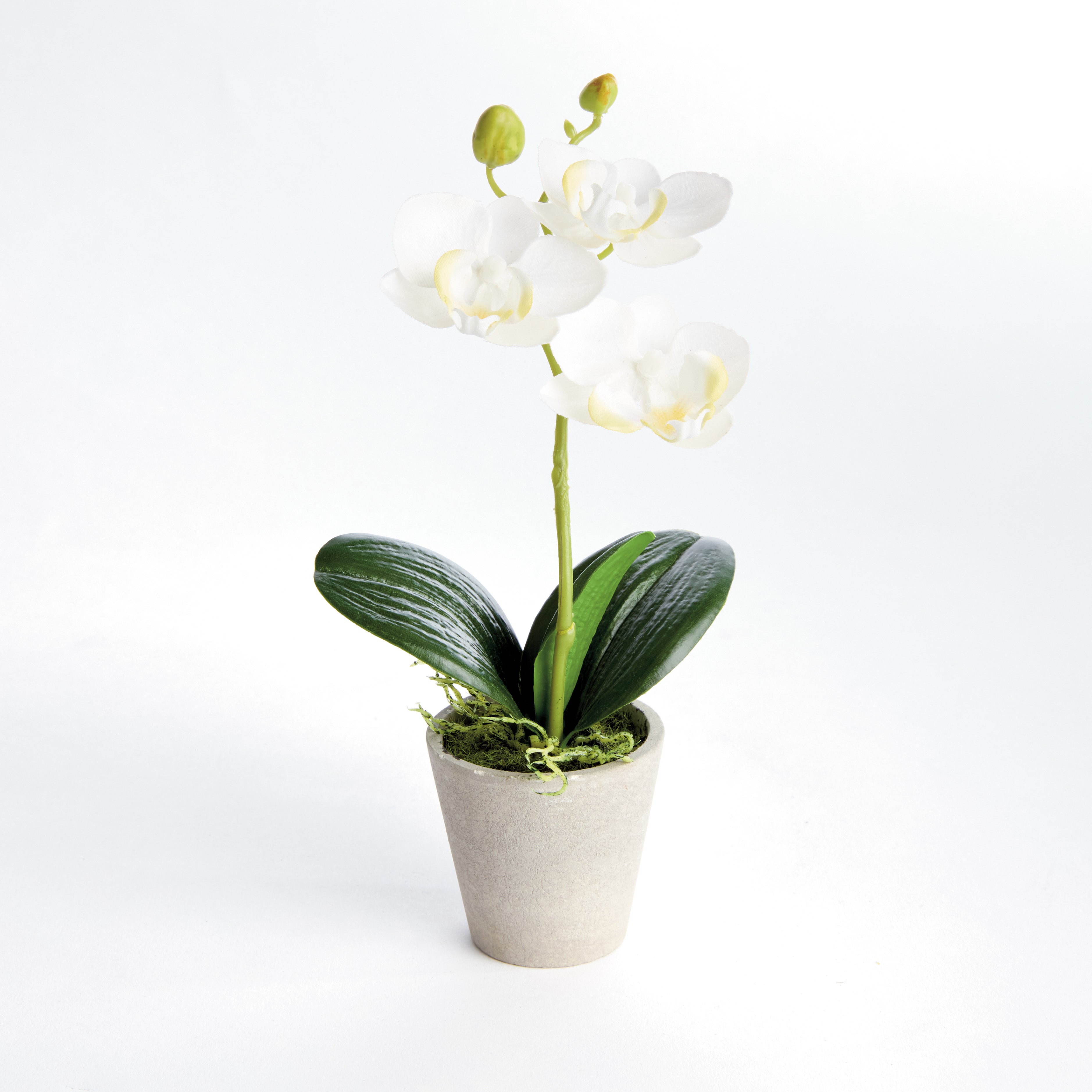 Mini 9" Potted Phalaenopsis Orchid