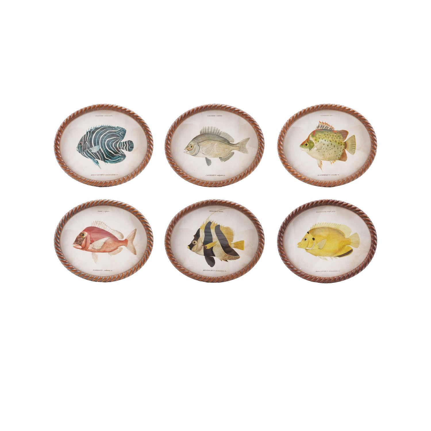 Set of six decorative plates with fish illustrations on a white background