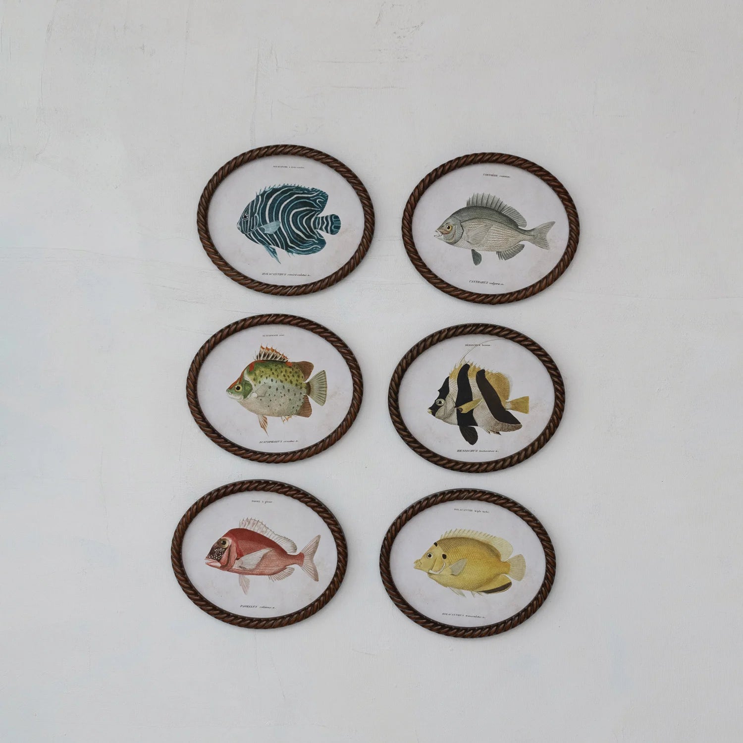 Set of six circular framed illustrations of fish on a white wall.