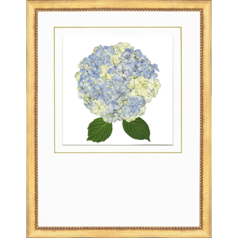 Framed artwork of a blue and green hydrangea flower with leaves on a white background