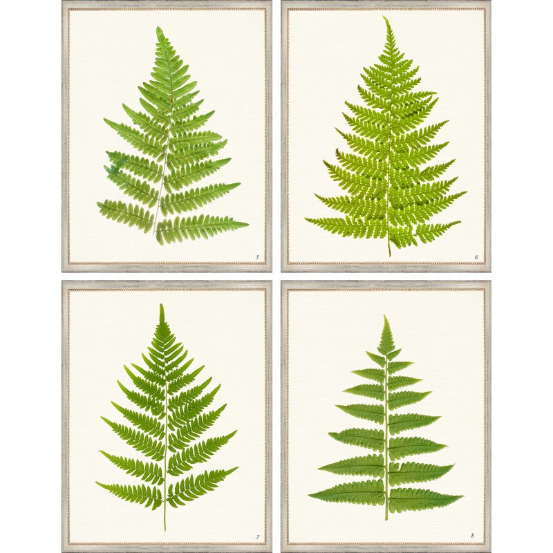 TLC FERNS 5