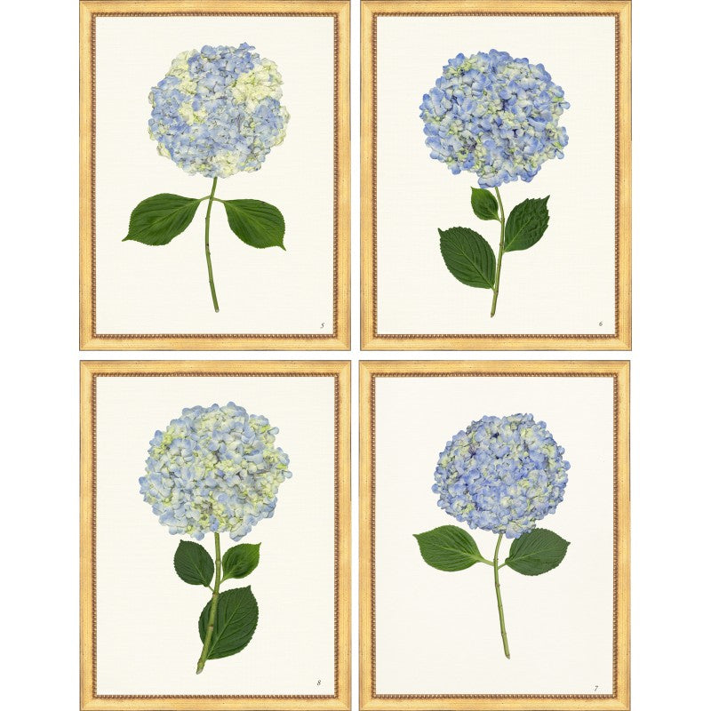 TLC- HYDRANGEAS 5