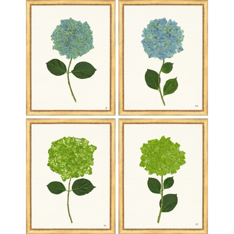 TLC- HYDRANGEAS 12