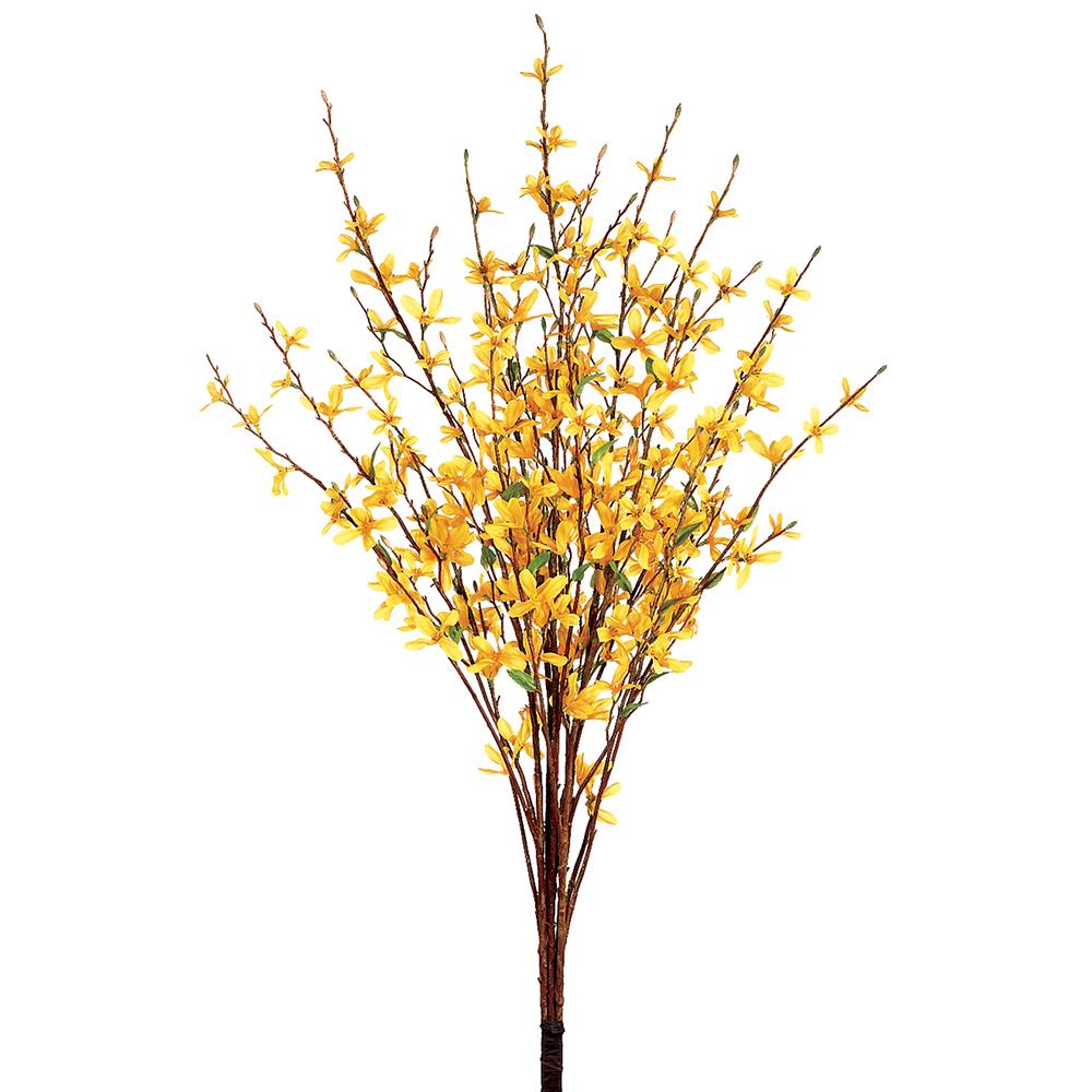 34" Forsythia Bush - Yellow