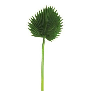 Fan Palm Leaf Spray Green 37"