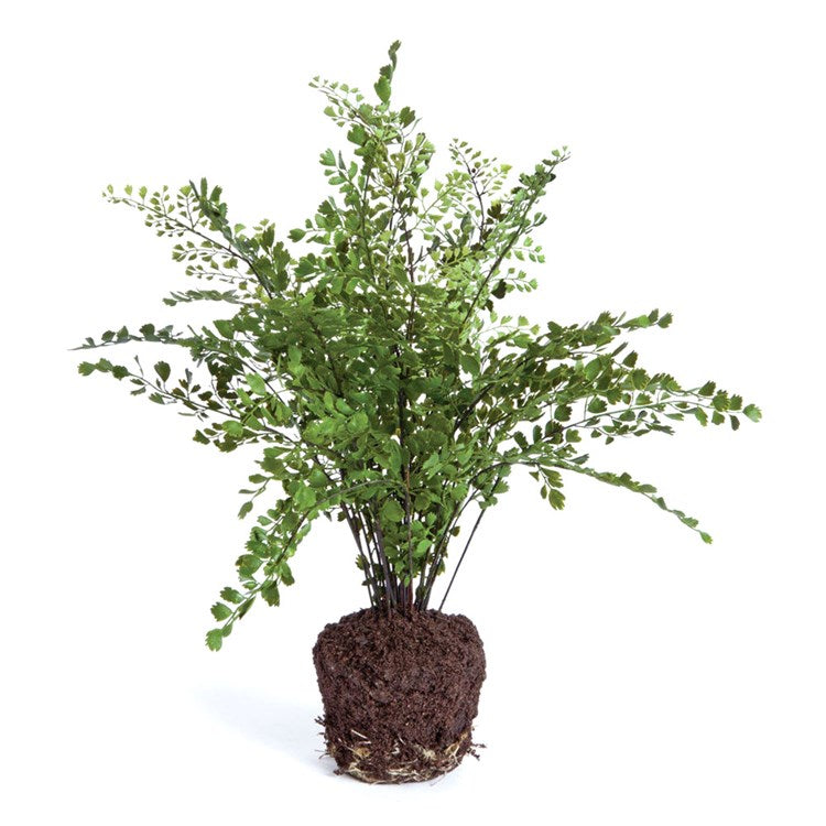 MAIDENHAIR DROP-IN
